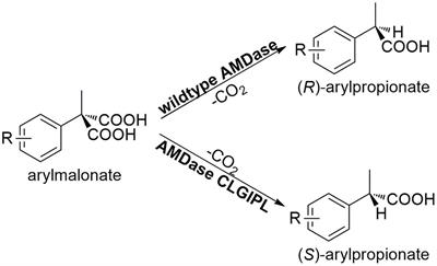 Improvement of the Process Stability of Arylmalonate Decarboxylase by Immobilization for Biocatalytic Profen Synthesis